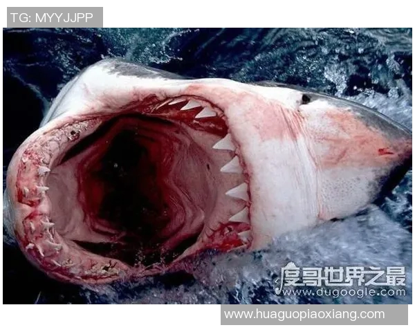 足球球星被鲨鱼咬伤事件回顾 揭秘惊险瞬间与背后故事